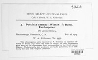 Puccinia cannae image